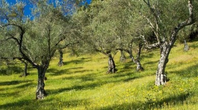 Milli Emlak’tan Gemlik’de Satılık Zeytinlik