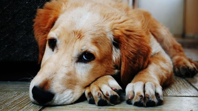 Evinde Köpek Besleyenler Dikkat!